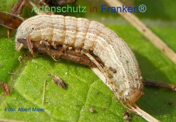 Copyright AiF - Albert Meier Bild zum Eintrag (72201-160)