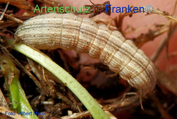 Copyright AiF - Albert Meier Bild zum Eintrag (72202-160)