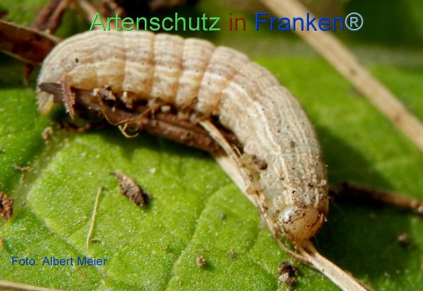 Copyright AiF - Albert Meier Bild zum Eintrag (72203-160)