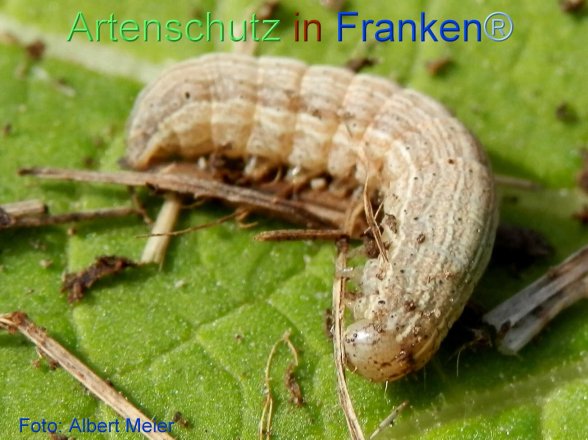 Copyright AiF - Albert Meier Bild zum Eintrag (72204-160)