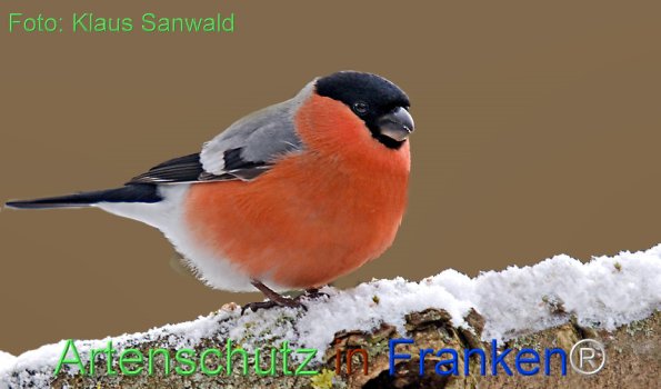 Copyright AiF Klaus Sanwald Bild zum Eintrag (72236-160)