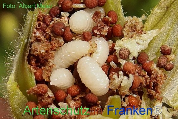 Copyright AiF - Albert Meier Bild zum Eintrag (72239-160)