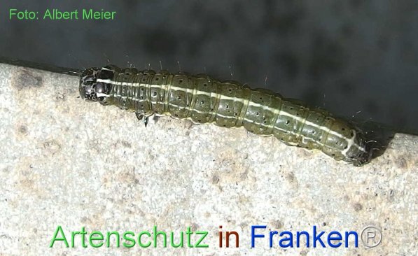 Copyright AiF - Albert Meier Bild zum Eintrag (72287-160)