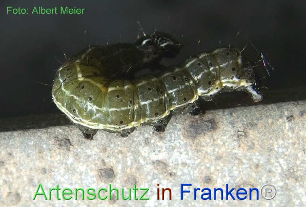 Copyright AiF - Albert Meier Bild zum Eintrag (72288-160)