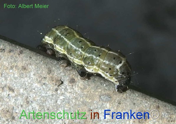 Copyright AiF - Albert Meier Bild zum Eintrag (72290-160)