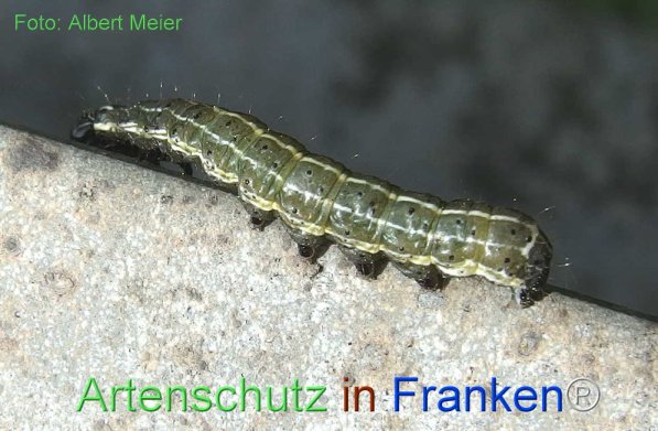 Copyright AiF - Albert Meier Bild zum Eintrag (72291-160)