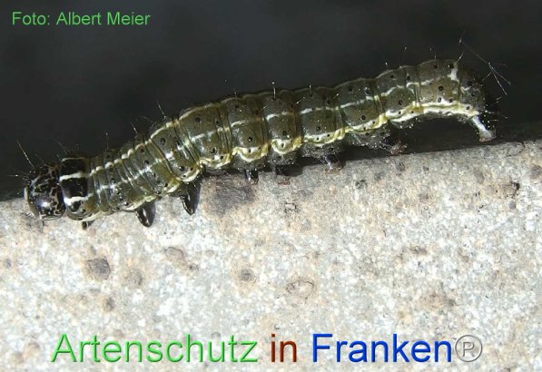 Copyright AiF - Albert Meier Bild zum Eintrag (72292-160)