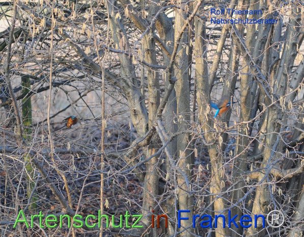 Copyright AiF Rolf Thiemann Bild zum Eintrag (72315-160)