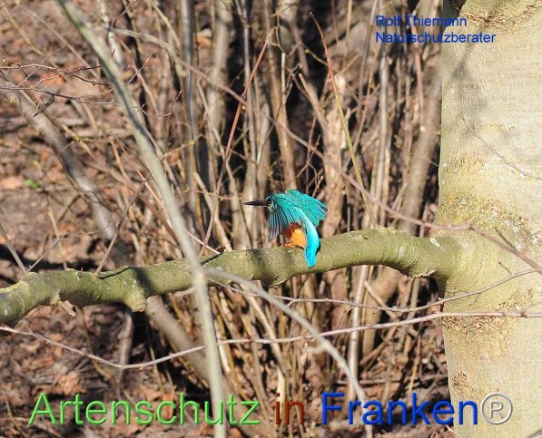 Copyright AiF Rolf Thiemann Bild zum Eintrag (72316-160)