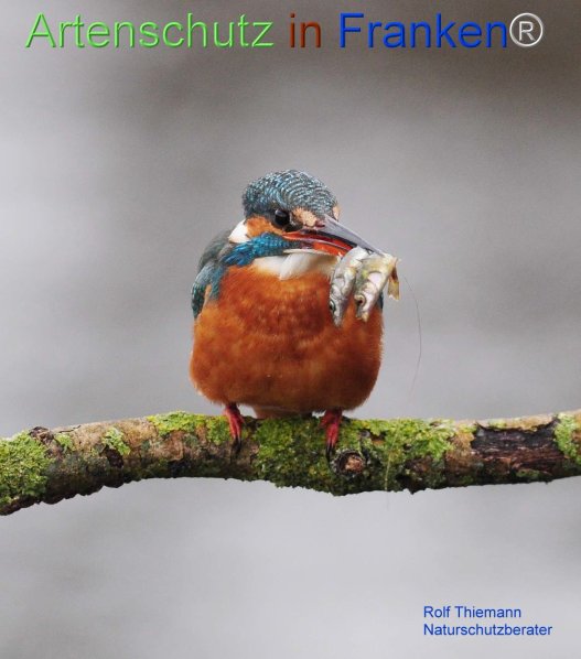Copyright AiF Rolf Thiemann Bild zum Eintrag (72318-160)