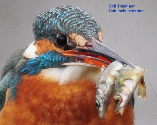 Copyright AiF Rolf Thiemann Bild zum Eintrag (72319-160)