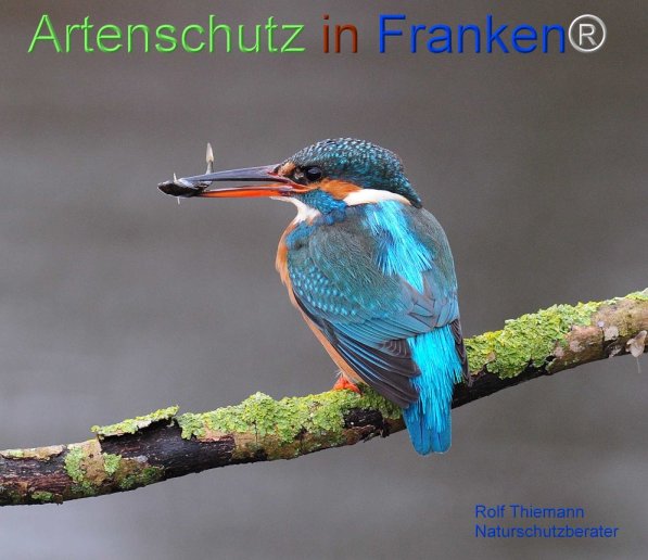 Copyright AiF Rolf Thiemann Bild zum Eintrag (72326-160)