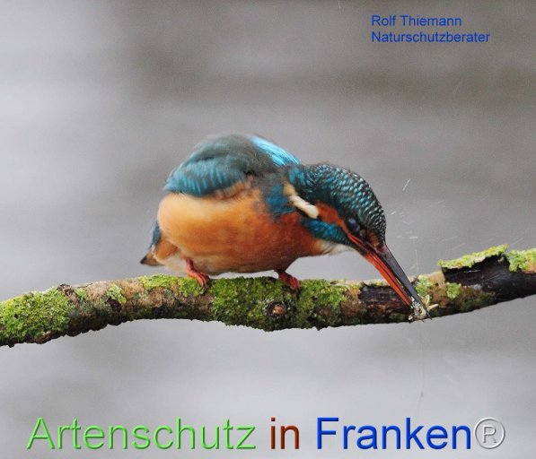 Copyright AiF Rolf Thiemann Bild zum Eintrag (72329-160)