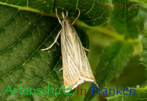 Copyright AiF - Albert Meier Bild zum Eintrag (72395-160)