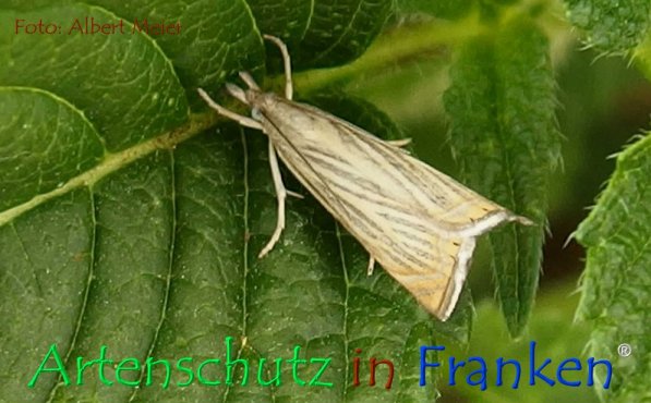 Copyright AiF - Albert Meier Bild zum Eintrag (72396-160)