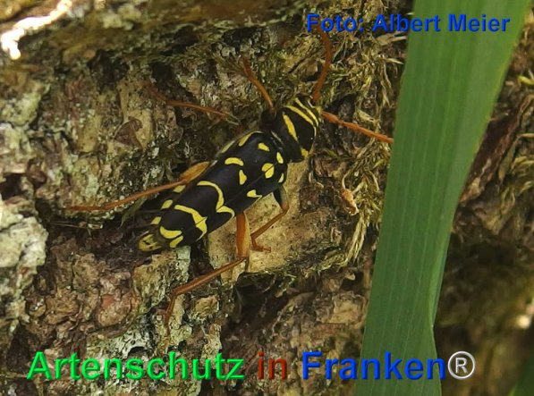 Copyright AiF - Albert Meier Bild zum Eintrag (72472-160)