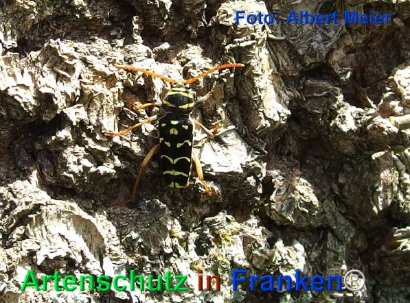 Copyright AiF - Albert Meier Bild zum Eintrag (72473-160)