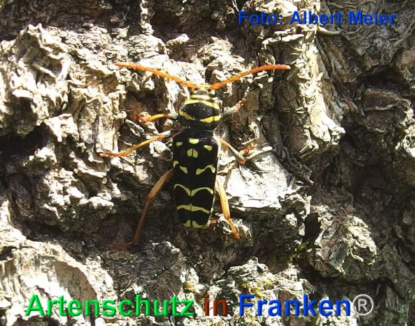 Copyright AiF - Albert Meier Bild zum Eintrag (72475-160)