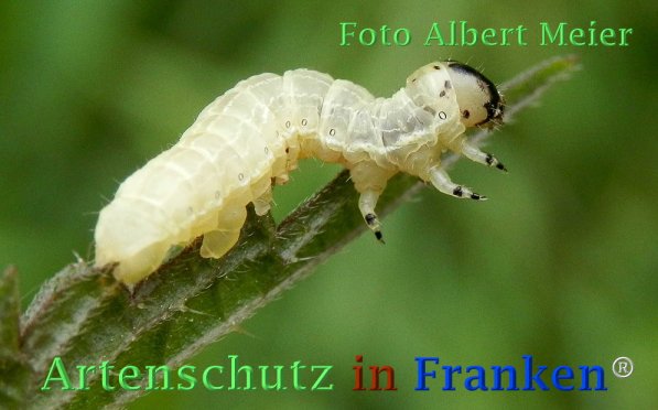 Copyright AiF - Albert Meier Bild zum Eintrag (72805-160)