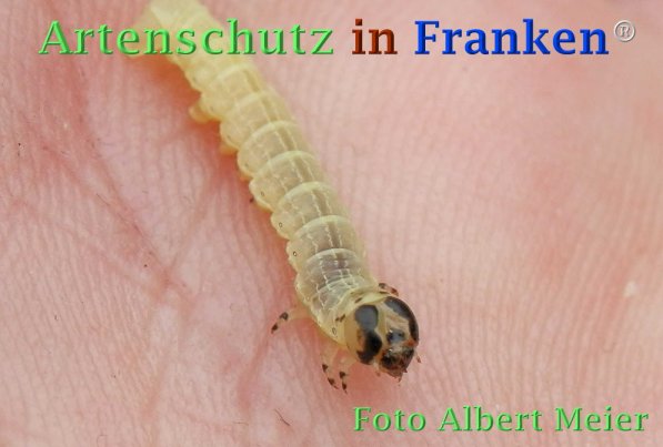 Copyright AiF - Albert Meier Bild zum Eintrag (72806-160)
