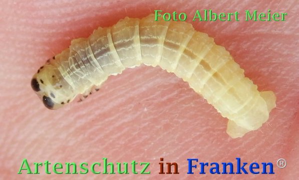 Copyright AiF - Albert Meier Bild zum Eintrag (72807-160)