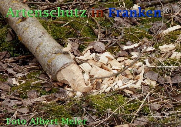 Bild zum Eintrag (72809-160)