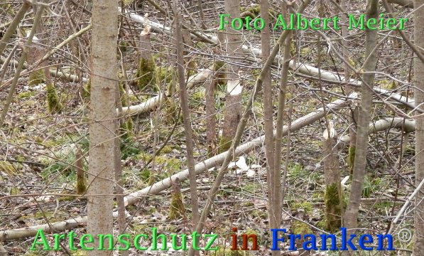 Bild zum Eintrag (72811-160)