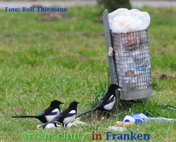 Copyright AiF Rolf Thiemann Bild zum Eintrag (72821-160)
