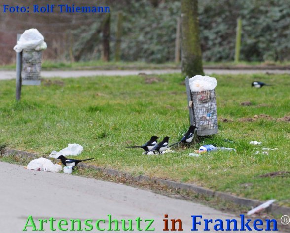 Copyright AiF Rolf Thiemann Bild zum Eintrag (72822-160)