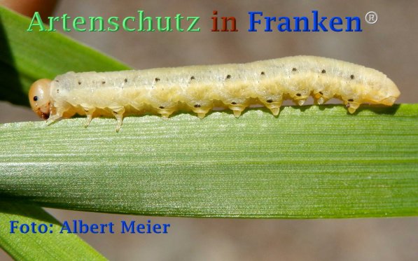 Copyright AiF - Albert Meier Bild zum Eintrag (72839-160)