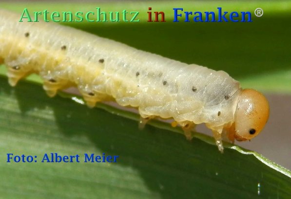 Copyright AiF - Albert Meier Bild zum Eintrag (72840-160)