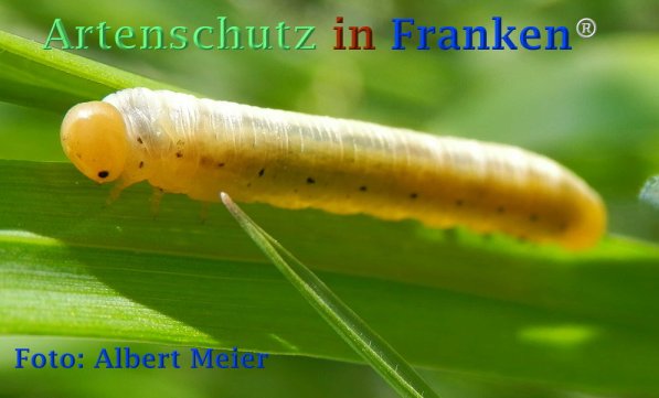 Copyright AiF - Albert Meier Bild zum Eintrag (72841-160)