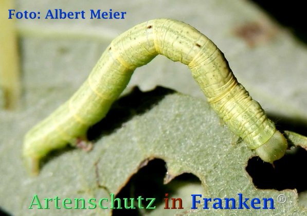 Copyright AiF - Albert Meier Bild zum Eintrag (72848-160)
