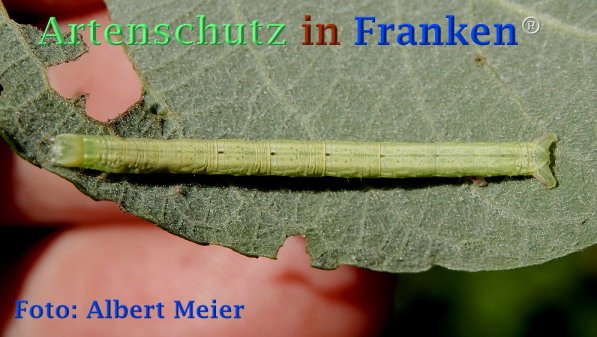 Copyright AiF - Albert Meier Bild zum Eintrag (72849-160)