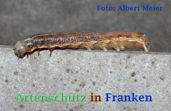 Copyright AiF - Albert Meier Bild zum Eintrag (72853-160)
