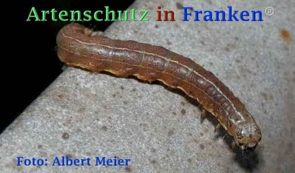 Copyright AiF - Albert Meier Bild zum Eintrag (72854-160)