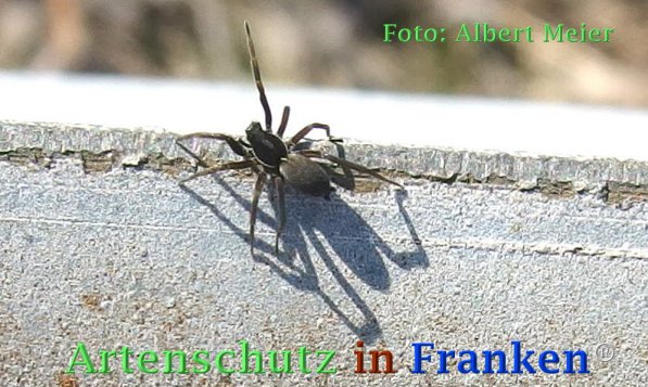 Bild zum Eintrag (72945-160)