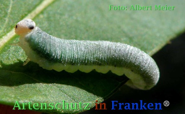 Copyright AiF - Albert Meier Bild zum Eintrag (72954-160)