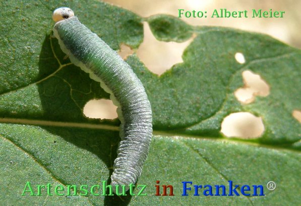 Copyright AiF - Albert Meier Bild zum Eintrag (72955-160)