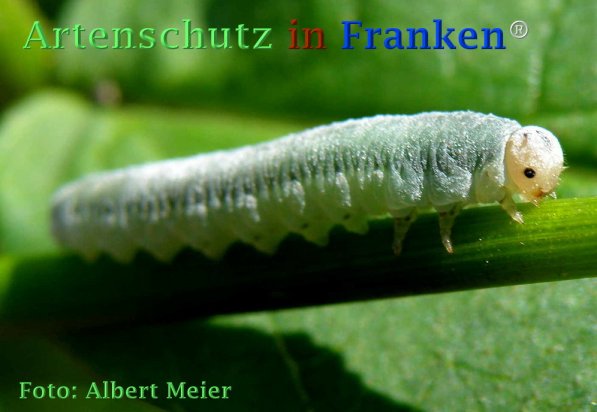 Copyright AiF - Albert Meier Bild zum Eintrag (72956-160)