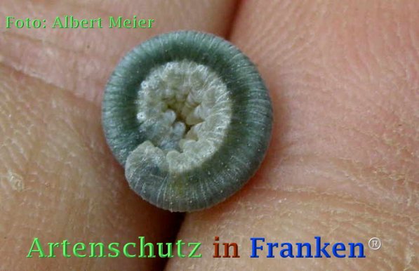 Copyright AiF - Albert Meier Bild zum Eintrag (72957-160)