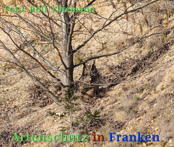 Copyright AiF Rolf Thiemann Bild zum Eintrag (72961-160)