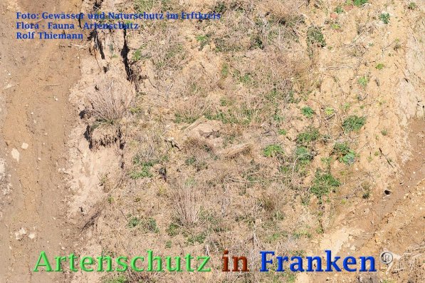 Copyright AiF Rolf Thiemann Bild zum Eintrag (72962-160)