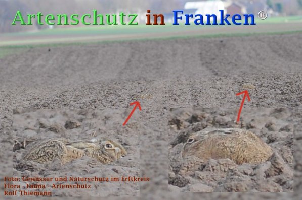 Copyright AiF Rolf Thiemann Bild zum Eintrag (72966-160)