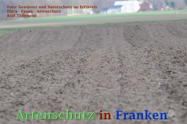 Copyright AiF Rolf Thiemann Bild zum Eintrag (72967-160)