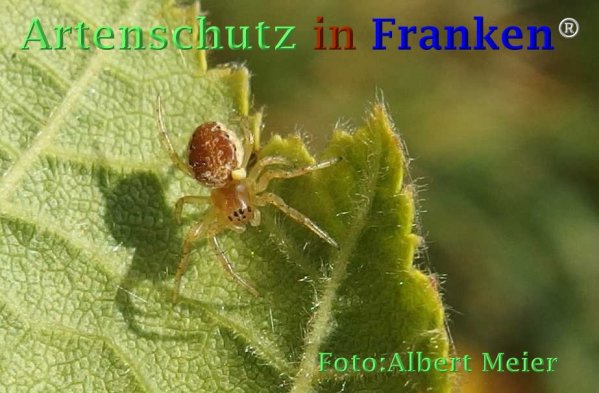 Copyright AiF - Albert Meier Bild zum Eintrag (73031-160)
