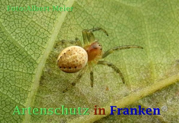 Copyright AiF - Albert Meier Bild zum Eintrag (73032-160)