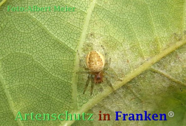 Copyright AiF - Albert Meier Bild zum Eintrag (73033-160)