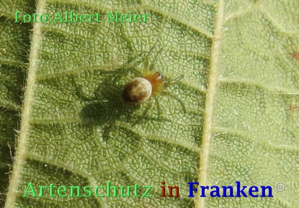 Copyright AiF - Albert Meier Bild zum Eintrag (73035-160)