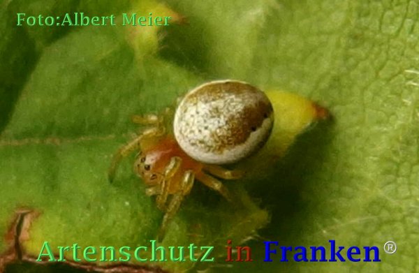 Copyright AiF - Albert Meier Bild zum Eintrag (73036-160)